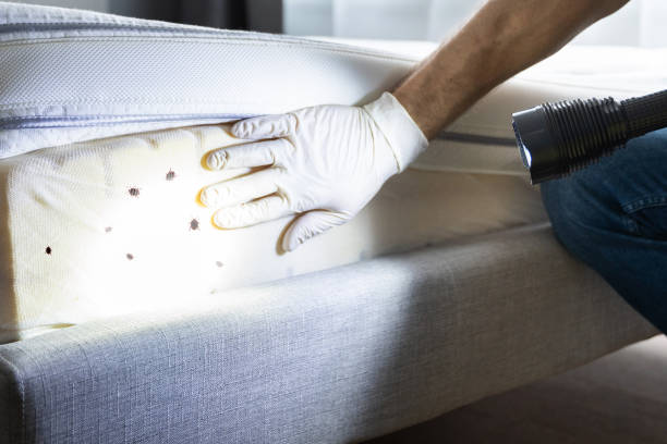 Best Local Pest Control Services  in Phillipsburg, GA