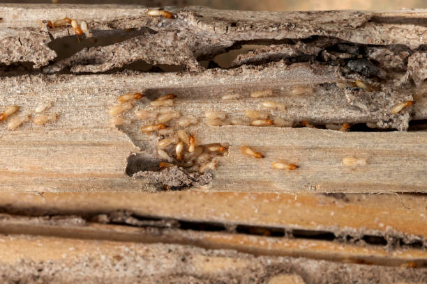 Best Pest Control Near Me in Phillipsburg, GA
