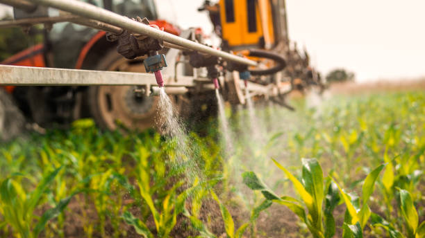 Best Ant Control Services  in Phillipsburg, GA